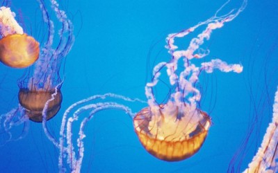 Што да правите кога ќе ве „касне“ медуза?