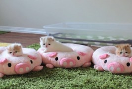 Три мали мачиња на плишани перничиња