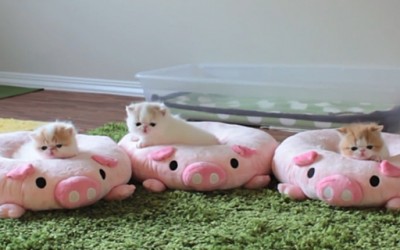 Три мали мачиња на плишани перничиња