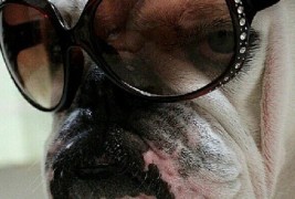 Ве насмеа ли денес некој булдог?