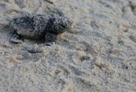 Волонтери им помагаат на мали желчиња да го најдат својот пат до морето