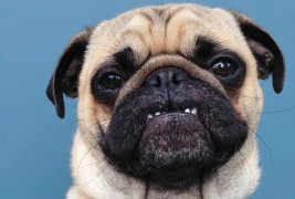 Запознајте го Норм, булдогот кој има карактер