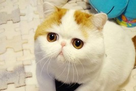 Запознајте ја најслатката мачка на светот