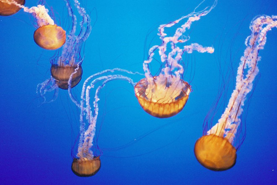 Што да правите кога ќе ве „касне“ медуза?