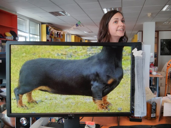 Пресмешни животински фотографии со колегите на работа