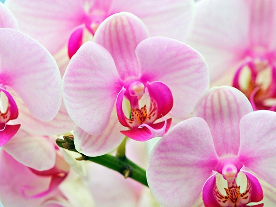 Цвеќето како афродизијак – 6 видови кои ќе ви ги разбудат сетилата