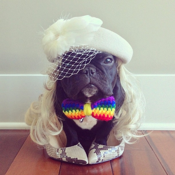 Францускиот булдог Тротер - вистински хит на Инстаграм