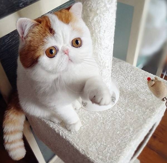 Запознајте ја најслатката мачка на светот
