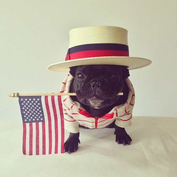 Францускиот булдог Тротер - вистински хит на Инстаграм