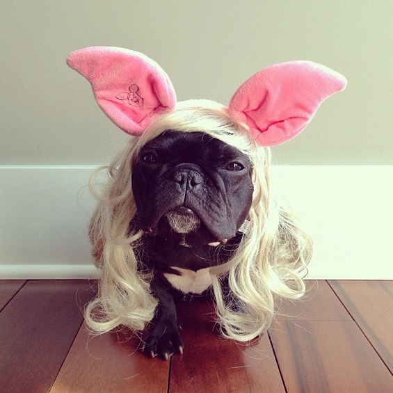 Францускиот булдог Тротер - вистински хит на Инстаграм