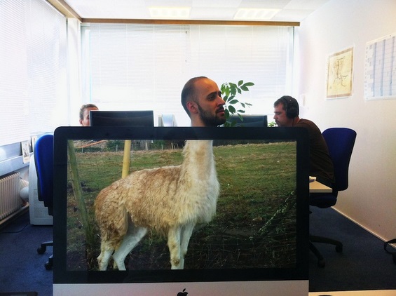 Пресмешни животински фотографии со колегите на работа