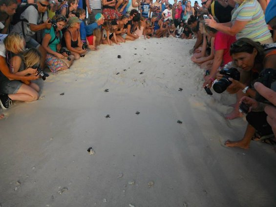 Волонтери им помагаат на мали желчиња да го најдат својот пат до морето