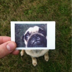 Запознајте го Норм, булдогот кој има карактер