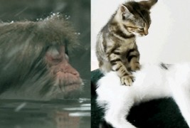 20 животни кои се однесуваат како разгалени ѕвезди