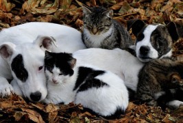 30 докази дека постои пријателство помеѓу кучињата и мачките