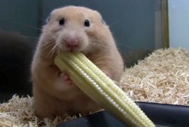 Хрчак пика цело клавче пченка во муцката