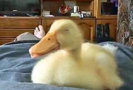 Како рчи патка?