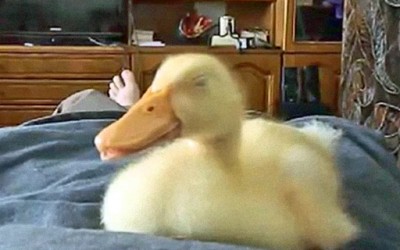 Како рчи патка?