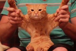 Мачка шизи на дабстеп