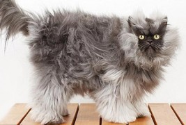 Мачорот со најдолго крзно во светот