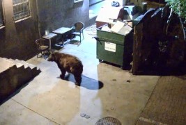 Мечка крадец