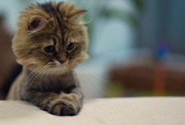 Најслаткото маче во светот се претвори во лавче