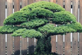 Нема да верувате што преживеало ова бонсаи дрвце