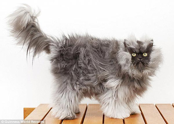 Мачорот со најдолго крзно во светот