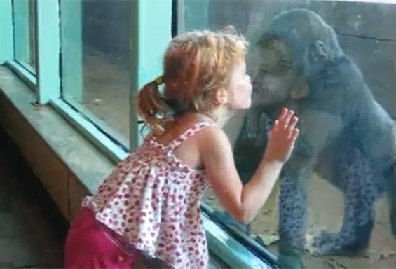 Слатката дружба на мало девојче и горила