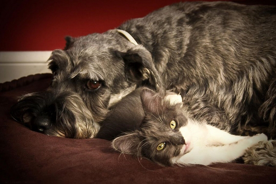 30 докази дека постои пријателство помеѓу кучињата и мачките