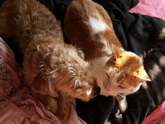 30 докази дека постои пријателство помеѓу кучињата и мачките