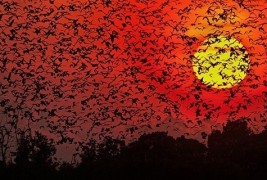 Спектакуларни фотографии од собири на животните во дивината