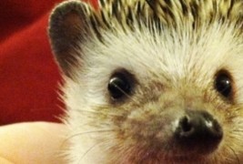 Дали некогаш сте виделе еж додека спие?