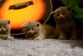 Како да успиете 3 мали мачиња?