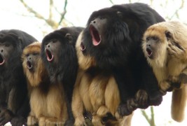 Кул животни какви што не сте виделе