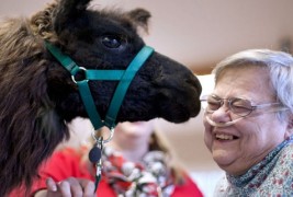 Мили лами им носат радост на болните и постарите