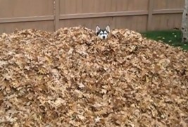 Сибирска хаска се радува во куп суви лисја