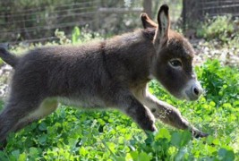 Слатки животинчиња кои ќе ви го направат денот поубав