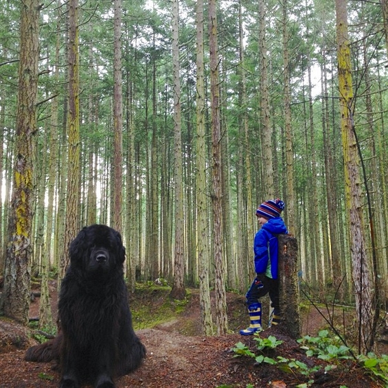 Авантурите на четиригодишниот Џулијан и неговото големо куче Макс