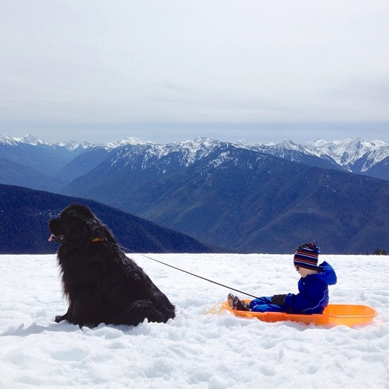 Авантурите на четиригодишниот Џулијан и неговото големо куче Макс