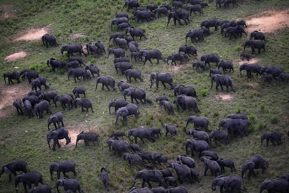 Спектакуларни фотографии од собири на животните во дивината