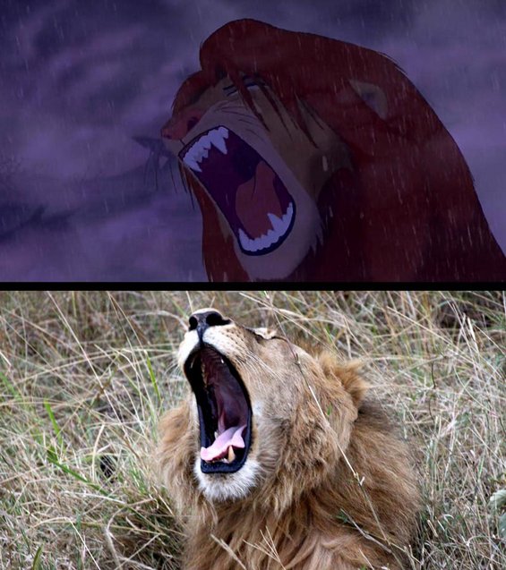 Сцени од Кралот Лав кои можете да ги забележите на вистинско сафари