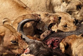 Како да им го украдете месото на лавовите?