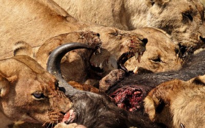Како да им го украдете месото на лавовите?