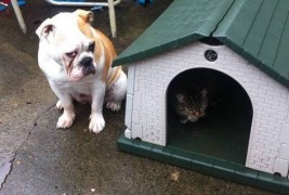 Мачки што им се прават газди на кучињата