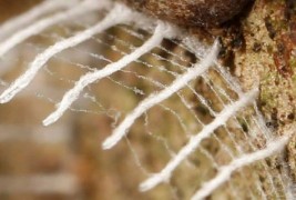 Мистериозна бубачка гради кула со ограда околу неа