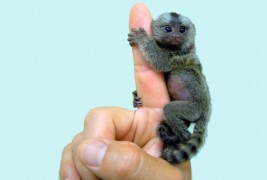 Најмалото мајмунче во светот