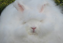 Побушави зајаци од овие немате видено