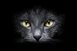 Погледнете го светот преку очи на мачка