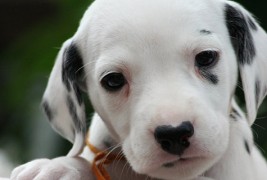 Помалку познати факти за кучињата